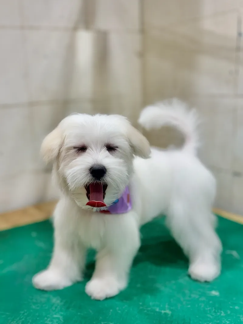 Healthy Pets