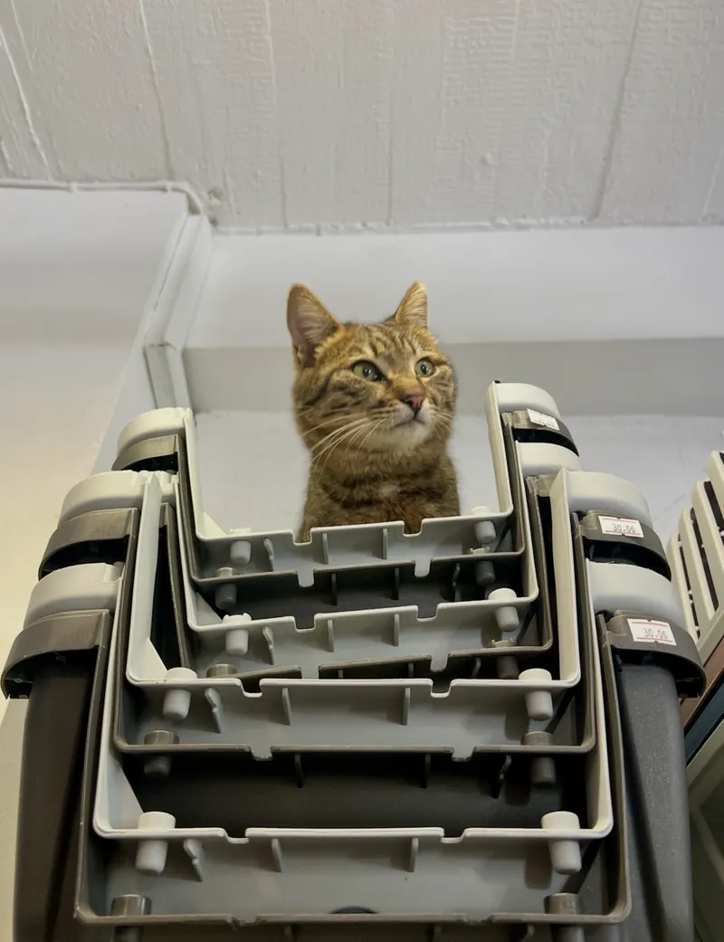 Healthy Pets