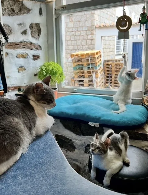 Healthy Pets