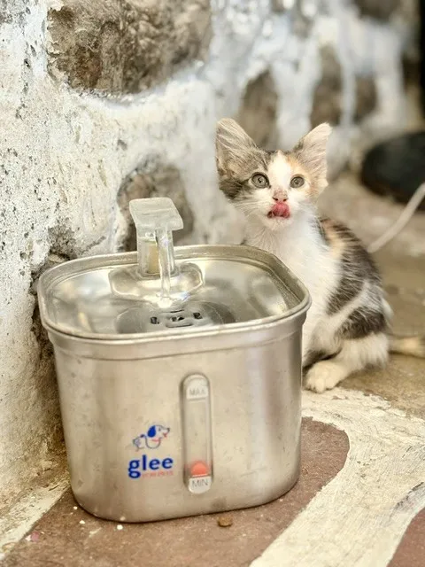 Healthy Pets