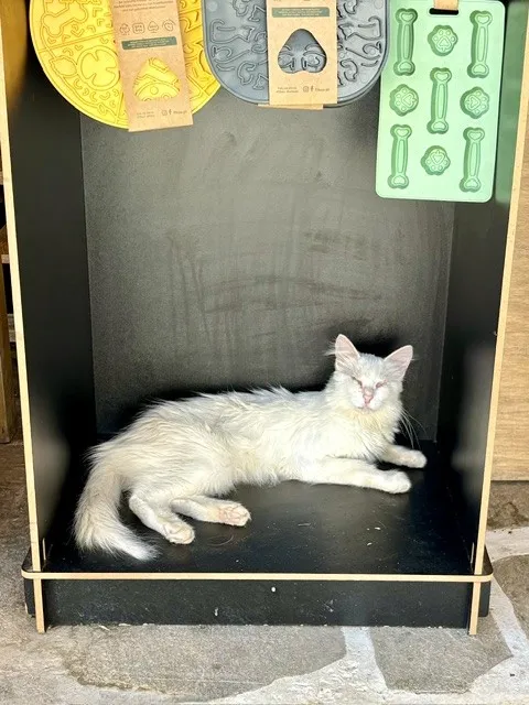 Healthy Pets