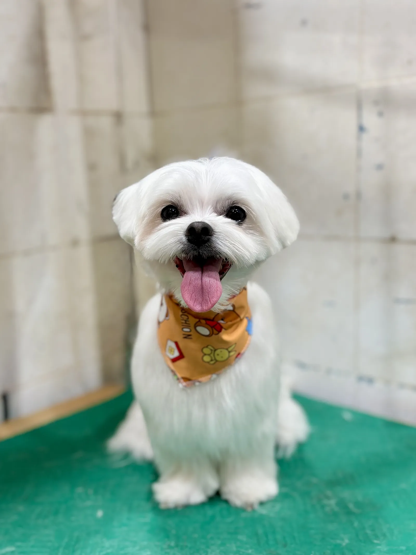 Healthy Pets